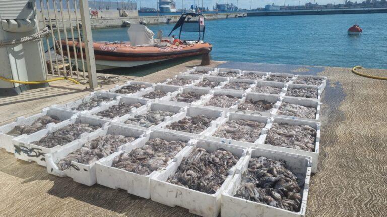 Sequestrati due quintali di seppie e polpi: vendita abusiva durante il fermo biologico