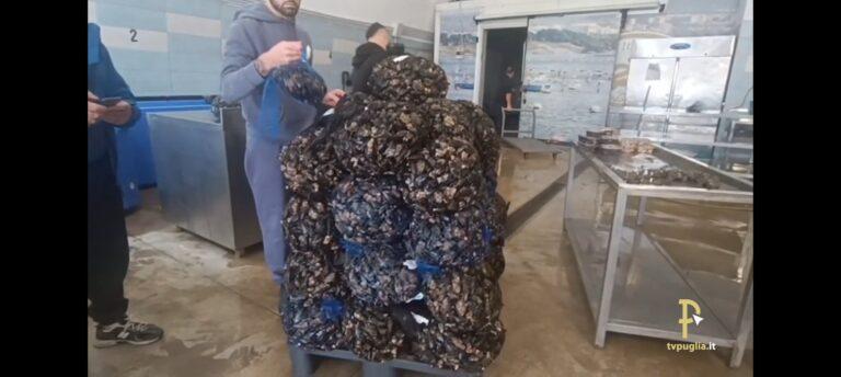 Cozza tarantina a rischio: è scontro sulla deroga per importare il seme dal Mediterraneo
