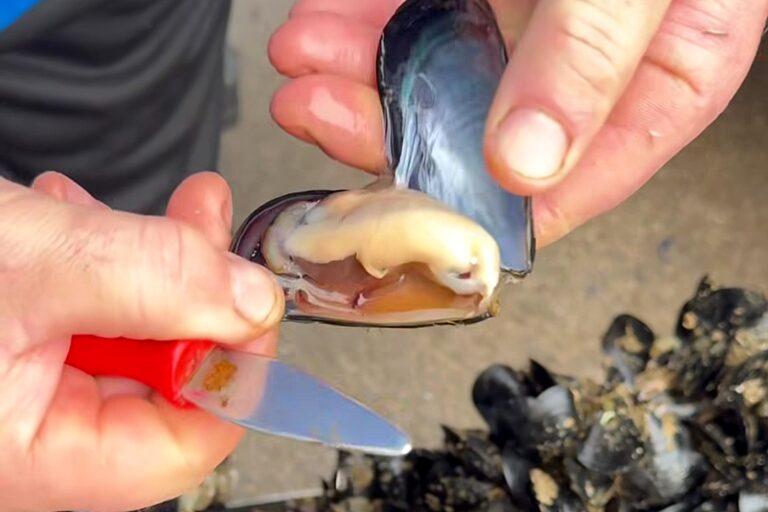 Cozza nera tarantina a rischio: raccolta firme a sostegno del fronte del NO all'importazione di seme alloctono nel Mar Piccolo.