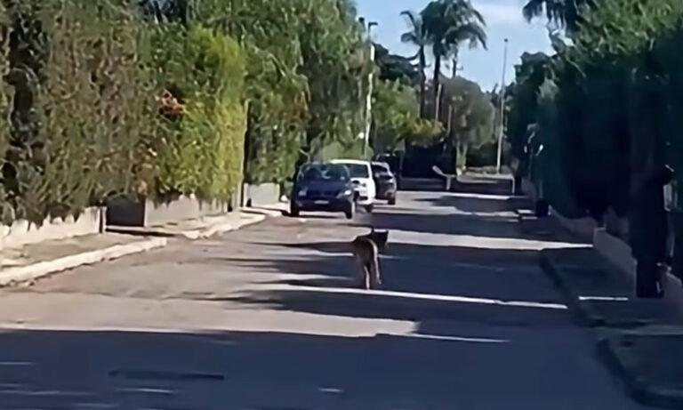 Lupi in pieno giorno nel centro di Noicattaro: tensione in città, convocata la riunione in Prefettura